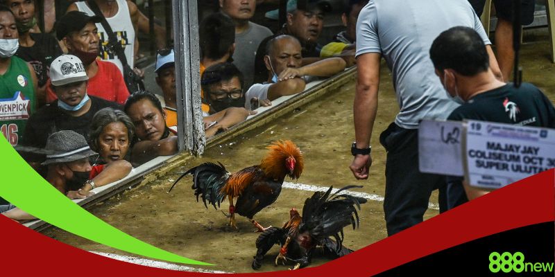 Tìm hiểu cách chơi đá gà mạng luôn thắng